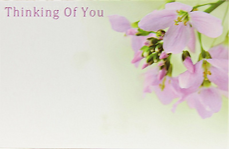 Picture of Florist Cards Small Thinking Of You x 50pcs